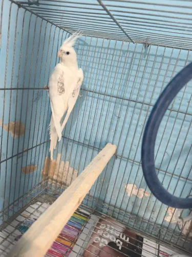 Vendo