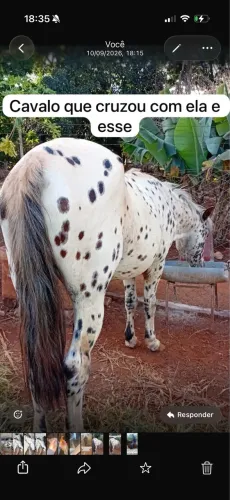 Égua