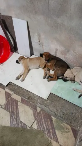 Doando cachorro 3