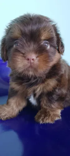 VENDO SHIH TZU MACHO 