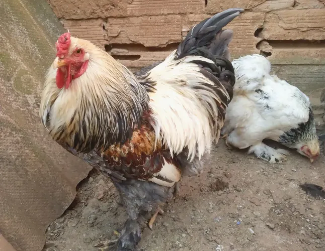 Ovos Galinha Brahma (Brama)