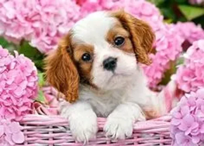 Lindissimos Filhotes de Cavalier