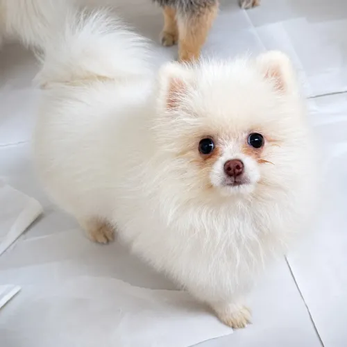 Lindos filhotes de spitz anão!!