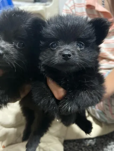Lulu da pomerânea 