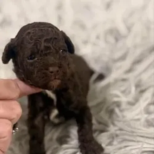 Poodle,Poodle Filhote Muito Amoroso e Dócil
