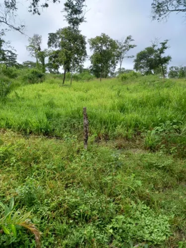 Fazenda a venda 1,230 hectares Próx. município Carolina-MA