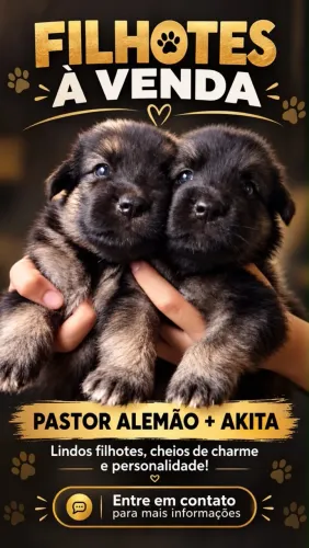 FILHOTES DE PASTOR ALEMÃO + AKITA