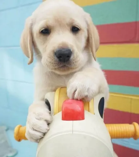 Labrador Amor que cresce com o tempo