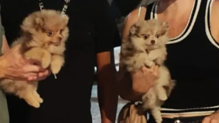 Lulu da pomerania fêmeas. $5.000 zap *30