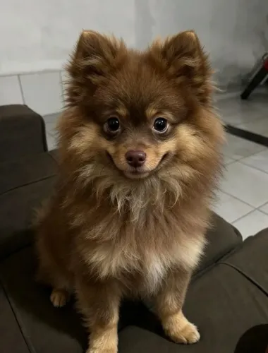 spitz alemão Fêmia 5 mês chocotan