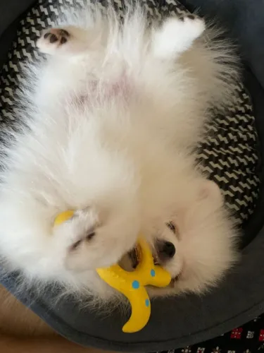 Spitz Alemão Anão 