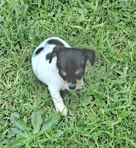 Animal de estimaçao
