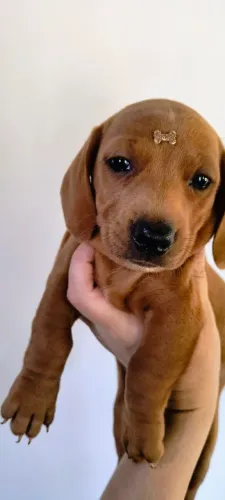 Dachshund, linguicinha, Salsicha, Basset, Cofap, Teckel 