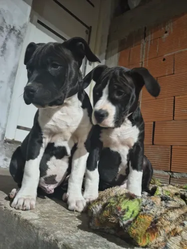 American staffordshire terrier 