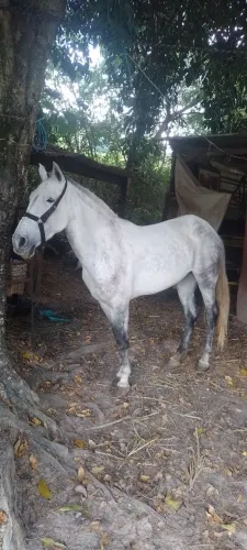 Égua de charrete 8 anos