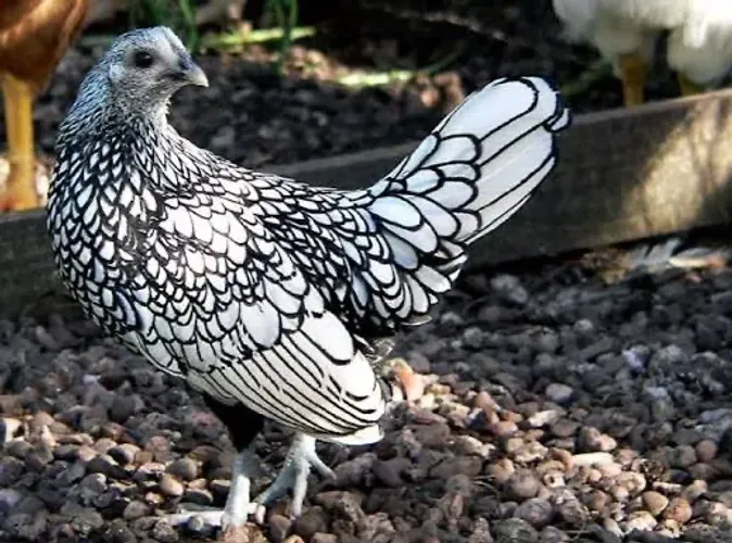 Pintinhos de garnizé da raça Sebright 