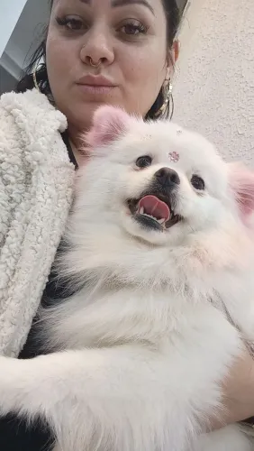 Cachorro 