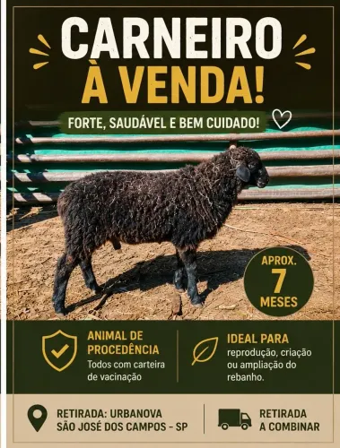 Carneiro Jovem e de Excelente Procedência
