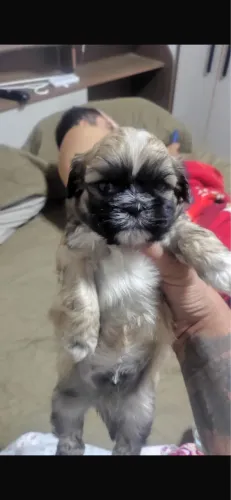 FILHOTE DE SHIH TZU