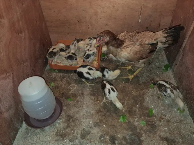 Vendo Franguinhos Índio