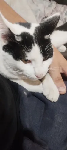 Doação de gato 