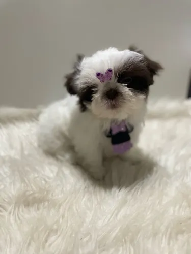 Fêmea de Shihtzu branca chocolate