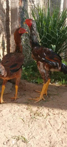 Vendo frango e franga indio gigante no padrão 