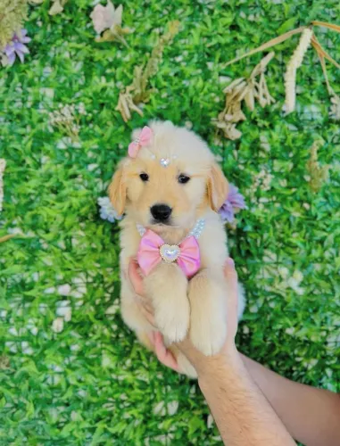 Golden retriever