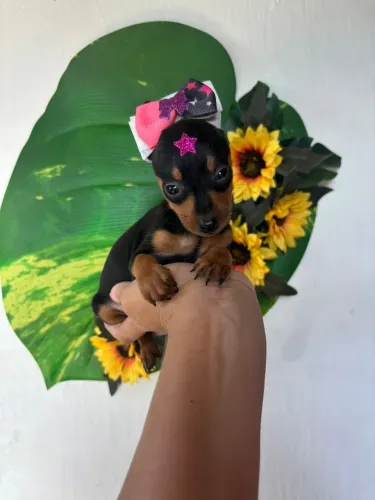 Pinscher fêmea MICRO