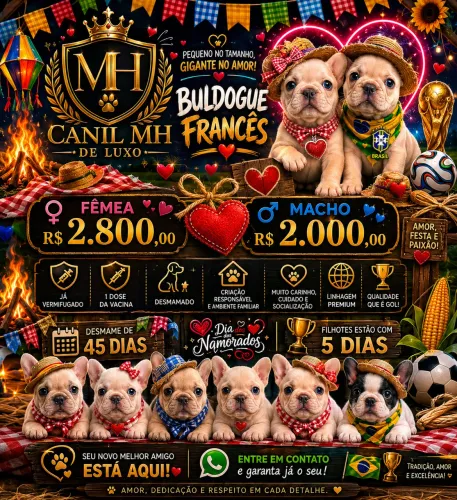 Buldogue francês disponível 