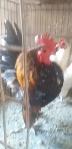 Vendo casal de        serama