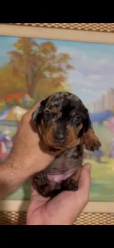 Filhotes de Dachshund