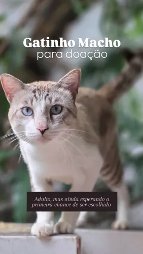 Gatinho para doação