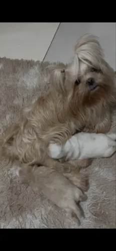Shih tzu filhote 