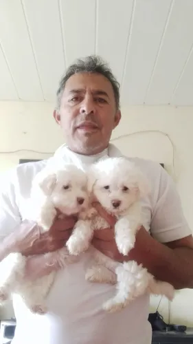 Filhote de Maltês fêmea e macho.