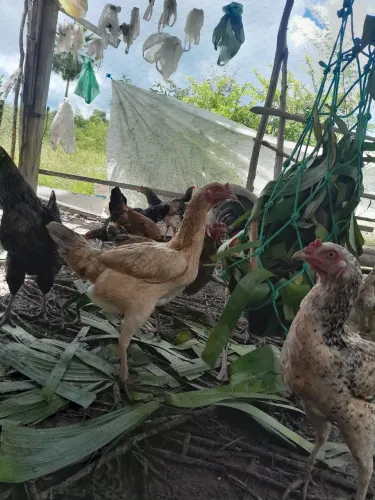 GALINHAS E GALOS CAIPIRAS