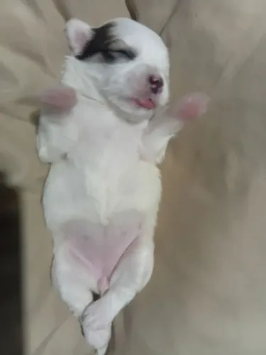 Shitzu