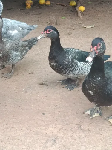 Patas