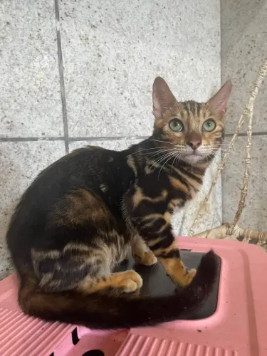 Gato Bengal exótico cor Marble