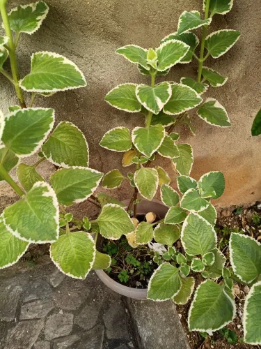 Planta ornamental