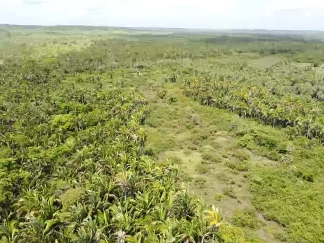 Fazenda a venda  em Chapadinha Maranhão com 974 hectares, na margem do rio Munim!