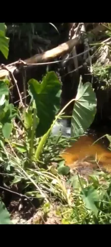 Sítio Guiomar Vargem Alta