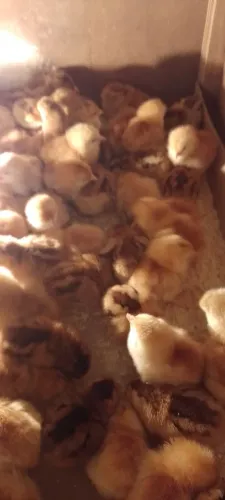 Pintinhos de 20 dias de Embrapa 51 poedeiras