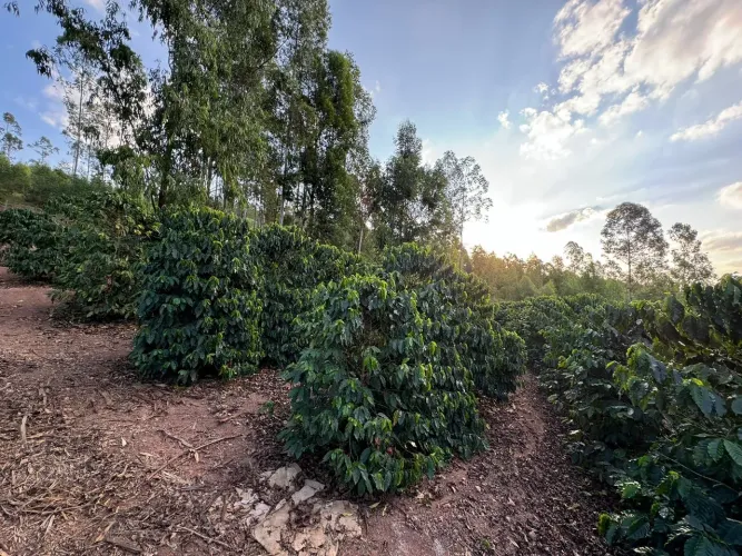 VENDA  Sítio de 24 hectares em Conceição do Rio Verde com 4.500 pés de cafés produzindo!