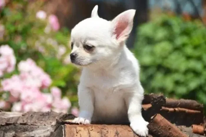 Chihuahua Miniatura Macho Sociável e Inteligente