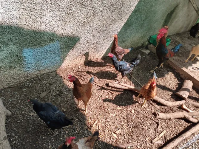 9 galinhas caipira e um galo