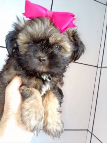 Filhote Shih Tzu, Altos Níveis de Fofura Nesta Ninhada!