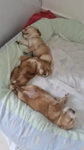 Cocker Spaniel Inglês 