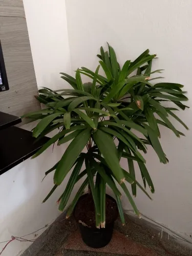 Palmeira ráfia