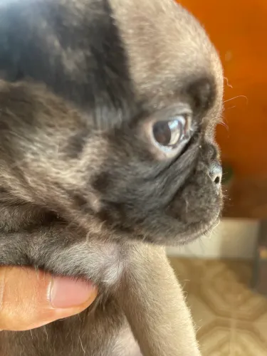 Filhotes Pug de Raça - Entrego também 